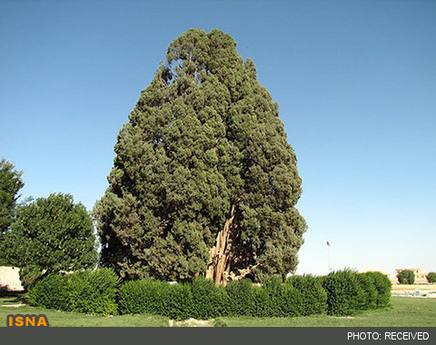 ثبت ملی بیش از 90 درخت کهنسال کشور